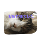 my lovely cat 2（個別スタンプ：37）