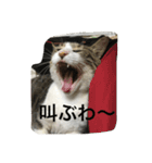 my lovely cat 2（個別スタンプ：39）