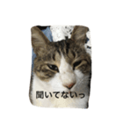 my lovely cat 2（個別スタンプ：40）