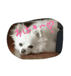 MIX犬のチョコちゃんだよ～！（個別スタンプ：1）