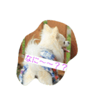 MIX犬のチョコちゃんだよ～！（個別スタンプ：2）