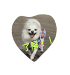 MIX犬のチョコちゃんだよ～！（個別スタンプ：3）