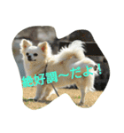 MIX犬のチョコちゃんだよ～！（個別スタンプ：5）