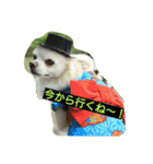 MIX犬のチョコちゃんだよ～！（個別スタンプ：6）