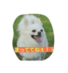 MIX犬のチョコちゃんだよ～！（個別スタンプ：7）