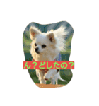 MIX犬のチョコちゃんだよ～！（個別スタンプ：8）