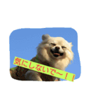 MIX犬のチョコちゃんだよ～！（個別スタンプ：9）
