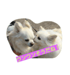 MIX犬のチョコちゃんだよ～！（個別スタンプ：10）