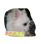 MIX犬のチョコちゃんだよ～！（個別スタンプ：11）