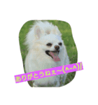 MIX犬のチョコちゃんだよ～！（個別スタンプ：12）