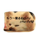 MIX犬のチョコちゃんだよ～！（個別スタンプ：13）