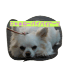 MIX犬のチョコちゃんだよ～！（個別スタンプ：14）