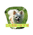 MIX犬のチョコちゃんだよ～！（個別スタンプ：15）