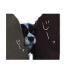 我が家のワンコたち Part2（個別スタンプ：17）