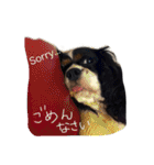 我が家のワンコたち Part2（個別スタンプ：20）
