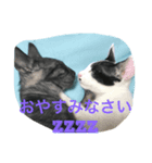 ネロ＆モク（個別スタンプ：2）
