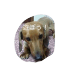 ミニチュアダックスフント 武丸第2弾（個別スタンプ：3）