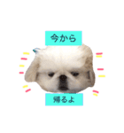 あびたんスタンプ（個別スタンプ：6）
