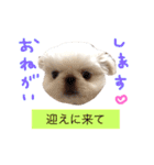あびたんスタンプ（個別スタンプ：12）