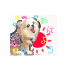 チョロファミリー（個別スタンプ：1）