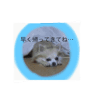 チョロファミリー（個別スタンプ：4）