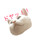 保護猫すたんぷ  3（個別スタンプ：1）