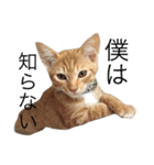 保護猫すたんぷ  3（個別スタンプ：2）