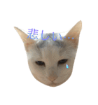 保護猫すたんぷ  3（個別スタンプ：4）