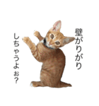 保護猫すたんぷ  3（個別スタンプ：6）
