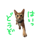 保護猫すたんぷ  3（個別スタンプ：7）