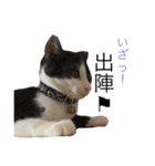 保護猫すたんぷ  3（個別スタンプ：8）