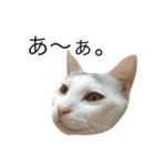 保護猫すたんぷ  3（個別スタンプ：11）