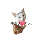 保護猫すたんぷ  3（個別スタンプ：12）