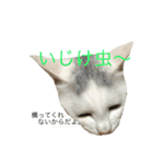 保護猫すたんぷ  3（個別スタンプ：13）