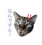 保護猫すたんぷ  3（個別スタンプ：14）