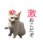 保護猫すたんぷ  3（個別スタンプ：15）
