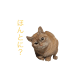 保護猫すたんぷ  3（個別スタンプ：17）