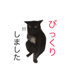 保護猫すたんぷ  3（個別スタンプ：18）