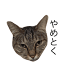 保護猫すたんぷ  3（個別スタンプ：21）