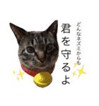 保護猫すたんぷ  3（個別スタンプ：22）
