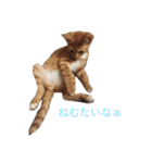 保護猫すたんぷ  3（個別スタンプ：24）