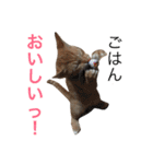 保護猫すたんぷ  3（個別スタンプ：25）