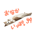 保護猫すたんぷ  3（個別スタンプ：26）