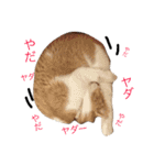 保護猫すたんぷ  3（個別スタンプ：27）