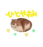 保護猫すたんぷ  3（個別スタンプ：28）