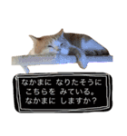 保護猫すたんぷ  3（個別スタンプ：29）