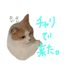 保護猫すたんぷ  3（個別スタンプ：31）