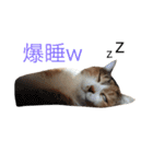 保護猫すたんぷ  3（個別スタンプ：32）