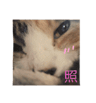 保護猫すたんぷ  3（個別スタンプ：33）