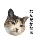 保護猫すたんぷ  3（個別スタンプ：35）